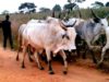   30 Herdsmen, 322 Cows Missing in Anambra, Miyetti Allah Tells Police