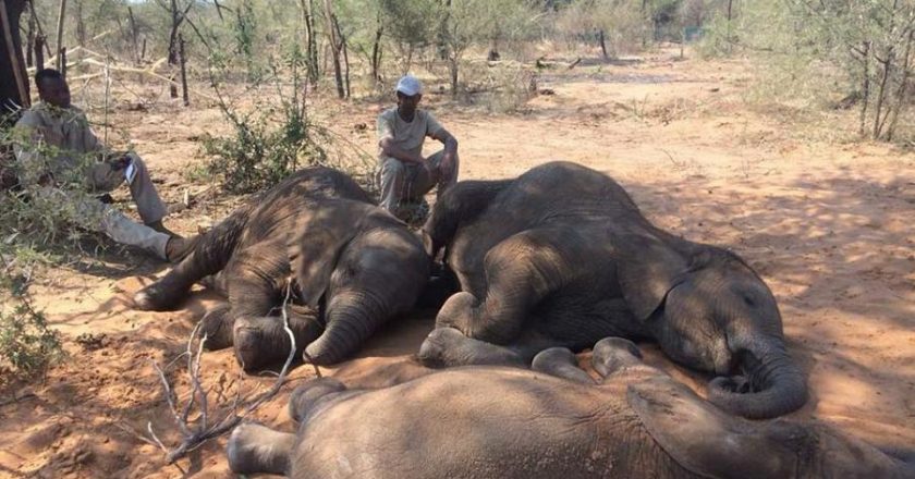 Drought Killed 70 Kenyan Elephants In One Year