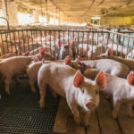 Vietnam Develops ‘World’s First’ African Swine Fever Vaccine For Commercial Use