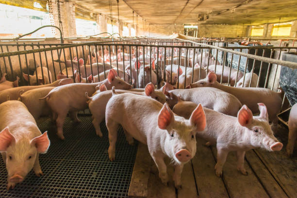 Vietnam Develops 'World's First' African Swine Fever Vaccine For Commercial Use
