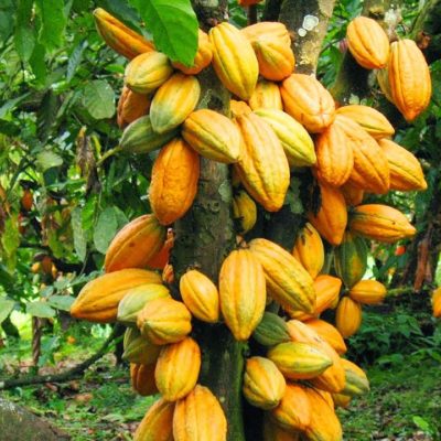 The U.S to Support Nigeria’s Cocoa Value Chain with a $22million Project